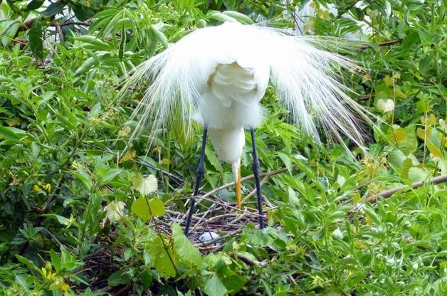 Great Egret Bird Nesting Season