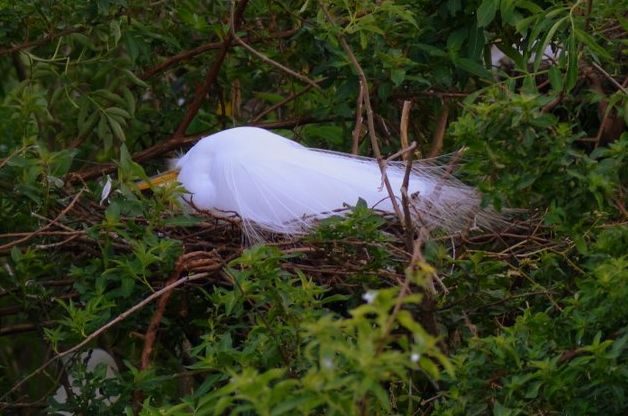 Great Egret Bird Nesting Season