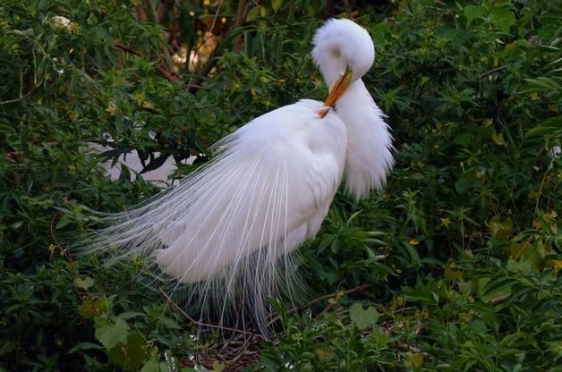 Great Egret Bird Nesting Season