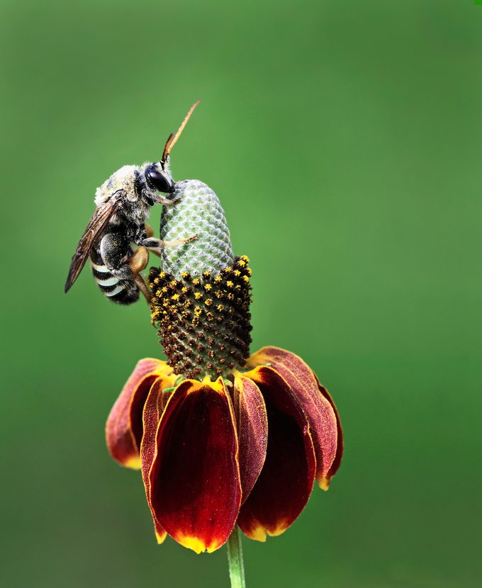 Solitary Bee