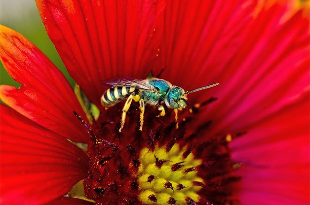 How to Help Native Bees in Your Backyard | Birds & Blooms