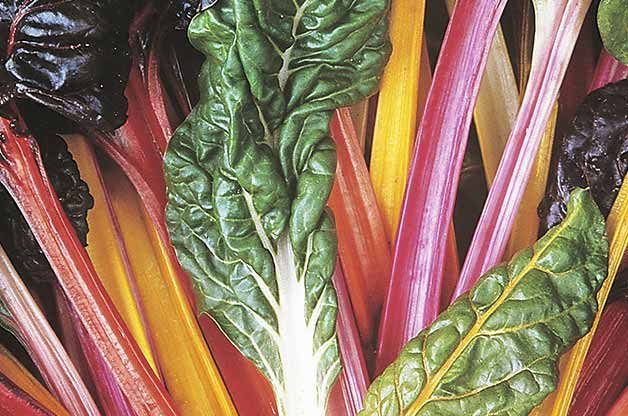 Top 10 Easy-to-Grow Veggies | Birds & Blooms
