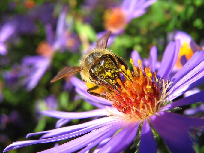 bumblebee