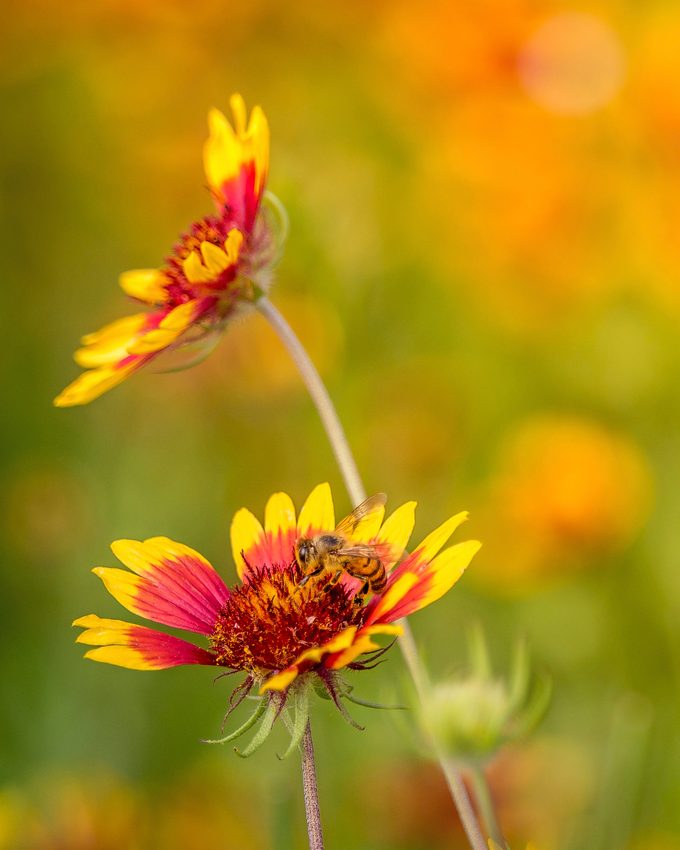 honeybee, garden bees