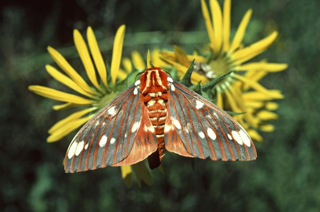 Spotlight On Moths | Birds & Blooms