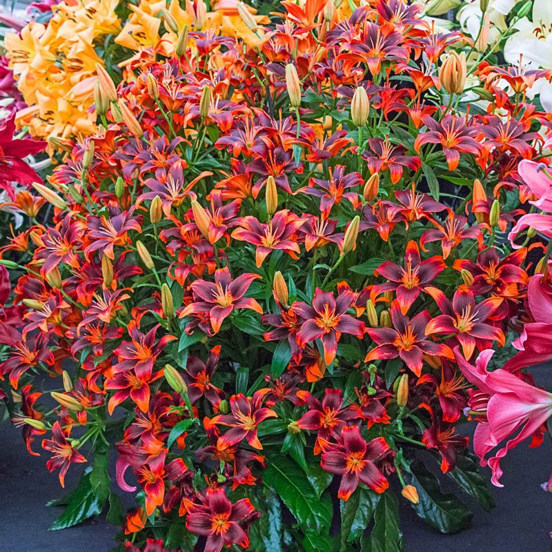 Forever Susan Lily, beautiful lily flower