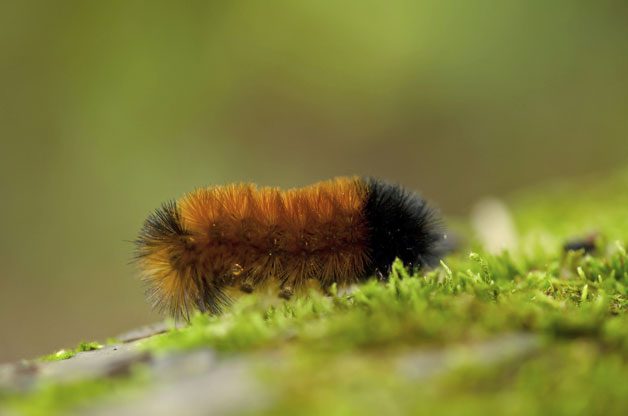 Spotlight On Moths | Birds & Blooms