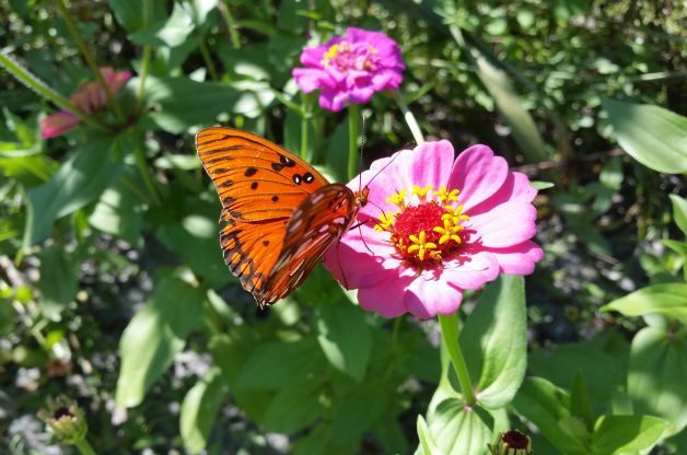 butterfly on zinnia flower