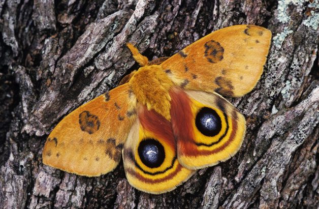 Spotlight On Moths | Birds & Blooms