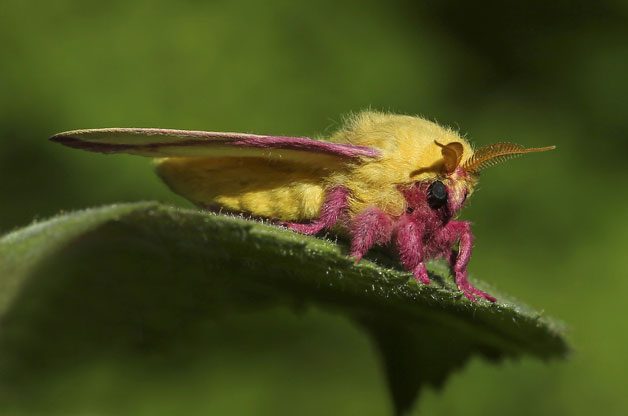 Spotlight On Moths | Birds & Blooms