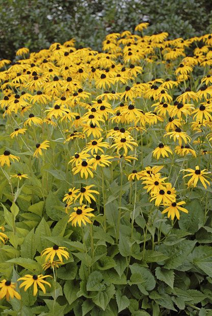 Gardening With Color | Birds & Blooms