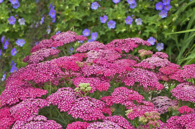 Gardening With Color | Birds & Blooms
