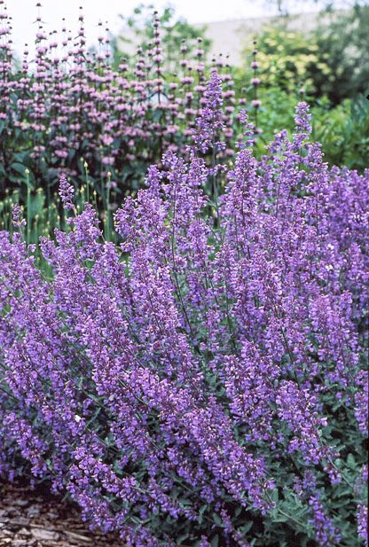 Gardening With Color | Birds & Blooms