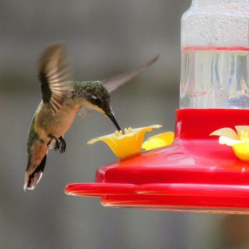 hummingbird at red bird feeder filled with sugar water