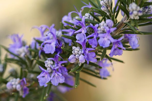 Gardening With Color | Birds & Blooms