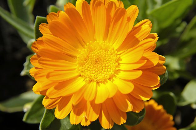 Gardening With Color | Birds & Blooms