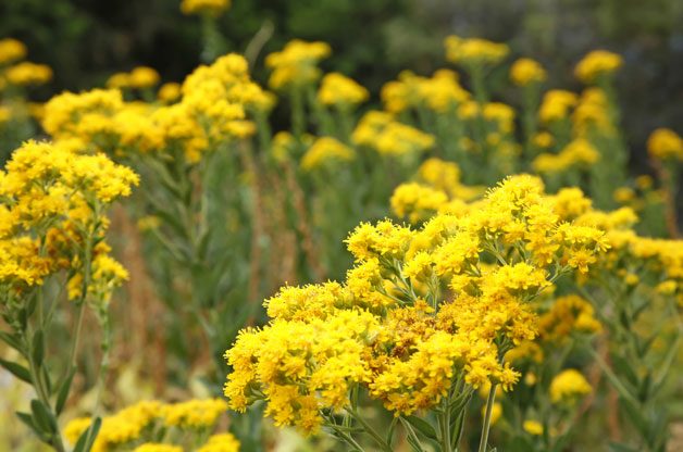 Gardening With Color | Birds & Blooms