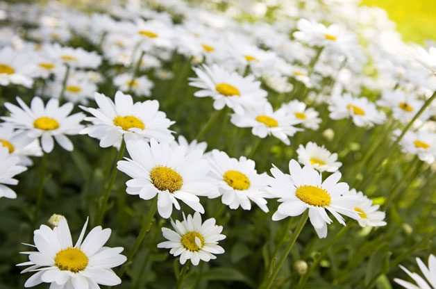 Gardening With Colorful flowers