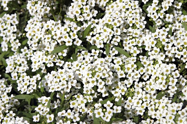 Gardening With Colorful flowers