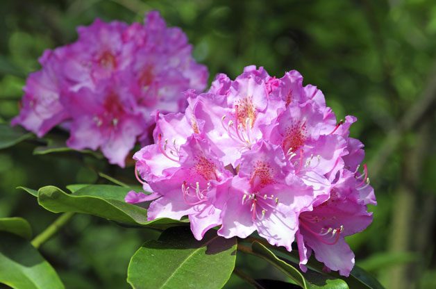 Gardening With Color | Birds & Blooms
