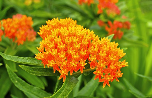 Gardening With Color | Birds & Blooms