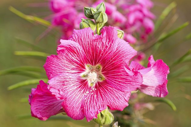 Gardening With Color | Birds & Blooms
