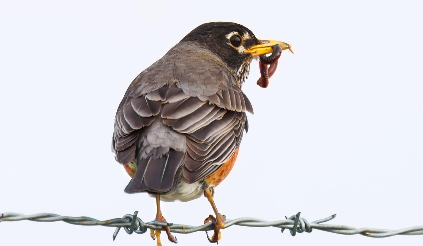 how do robins find worms
