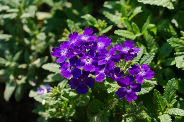 Gardening With Color | Birds & Blooms