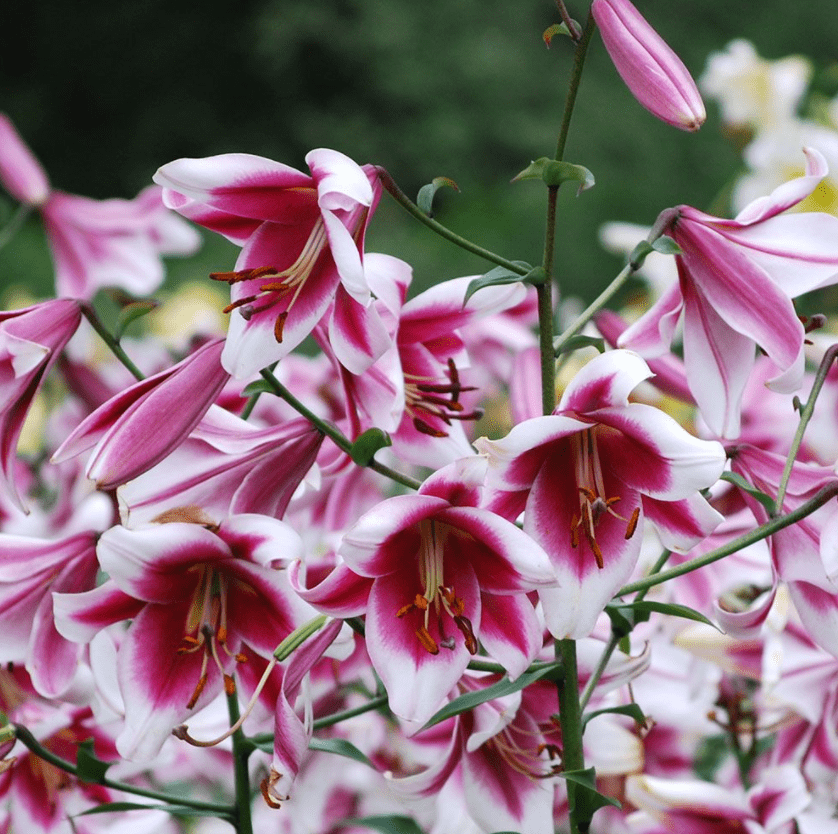 Silk road lily
