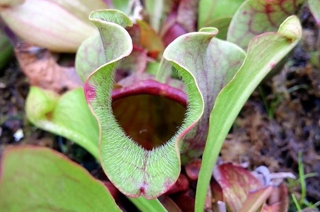 Growing Carnivorous Plants Pitcher Plants