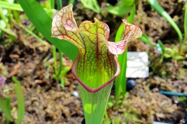 Growing Carnivorous Plants Pitcher Plants