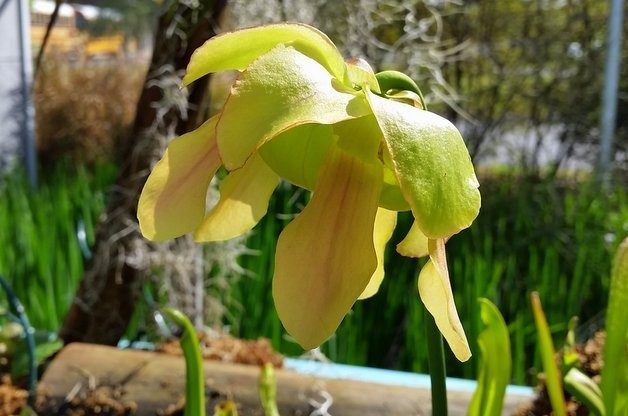 Growing Carnivorous Plants Pitcher Plants