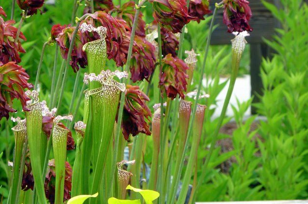 Growing Carnivorous Plants Pitcher Plants