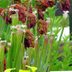 How to Grow a Carnivorous Pitcher Plant