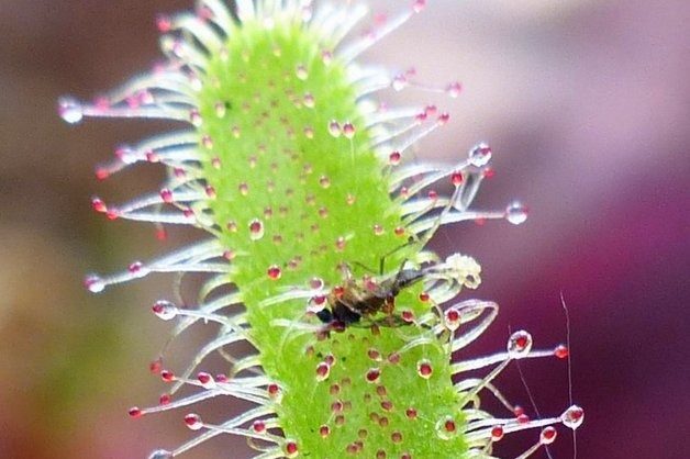Growing Carnivorous Plants Sundews