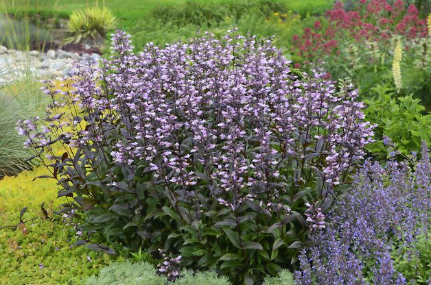 edging Plants for Three Seasons of Color | Birds & Blooms