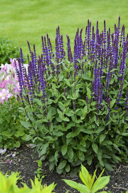 Top 10 Edge Plants for Three Seasons of Color | Birds & Blooms