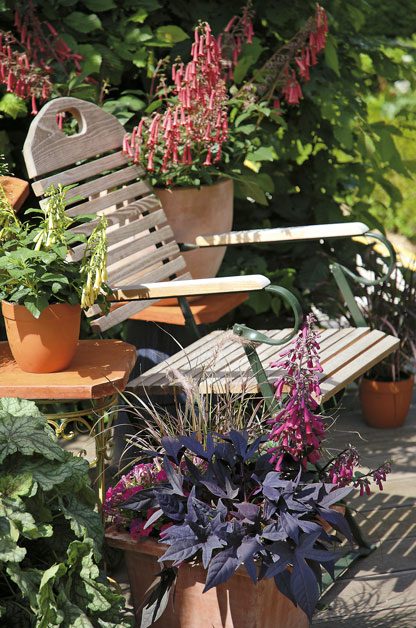 Revive Potted Plants | Birds & Blooms