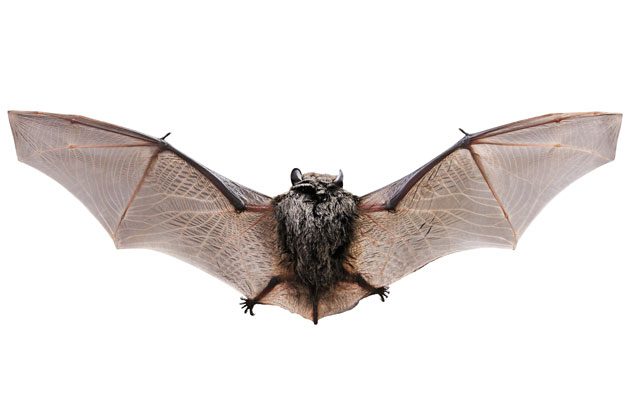 Garden Critters: Beyond the Birds and Butterflies | Birds & Blooms