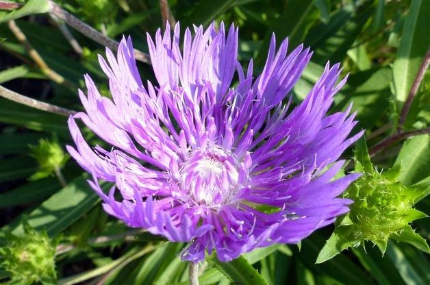 Attract Butterflies with Stokes Aster