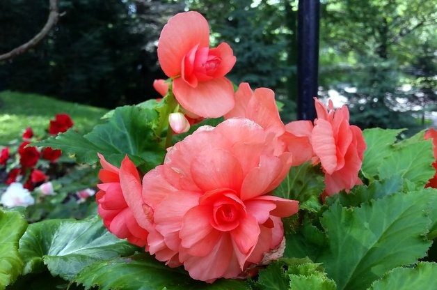 Double Begonias in the Flower Garden