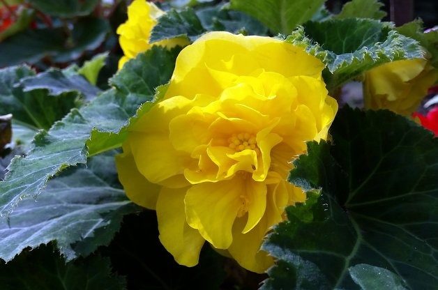 Double Begonias in the Flower Garden