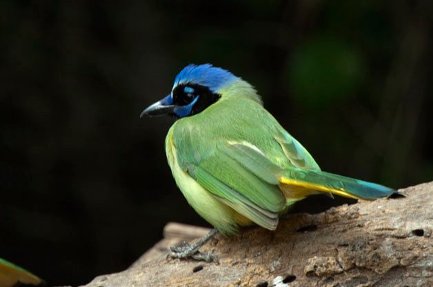 Best Birding Hotspots in South Texas