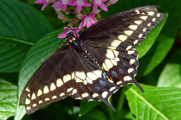 Common Swallowtail Butterflies Black