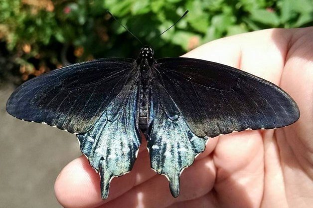 Common Swallowtail Butterflies Pipevine