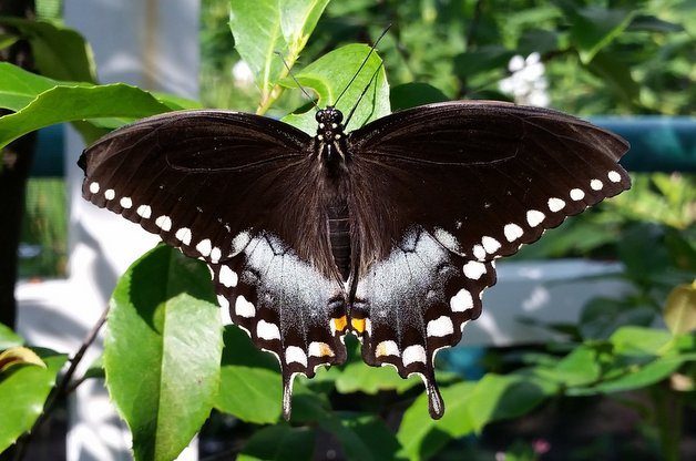 Common Swallowtail Butterflies Spicebush