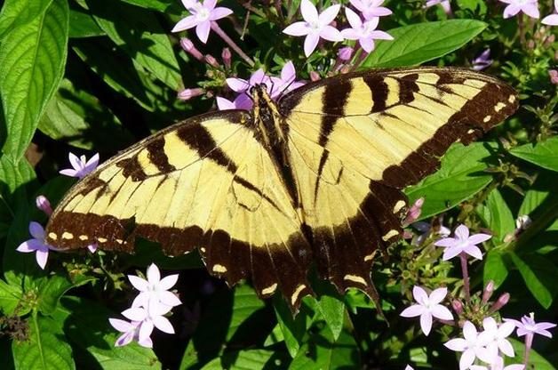 Common Swallowtail Butterflies Tiger Swallowtail