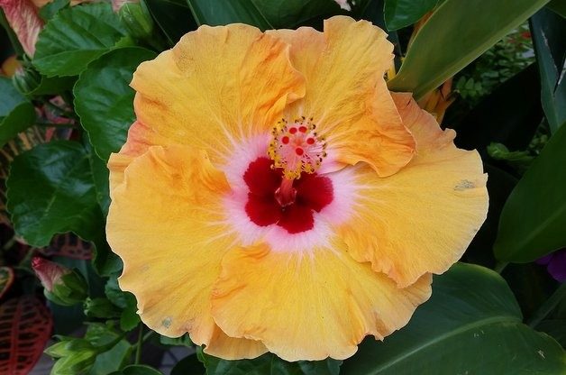 Growing Hibiscus