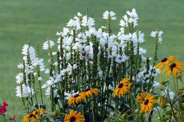 Obedient Plant in the Flower Garden