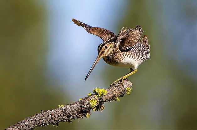 Bird Watching: Sunset Birds | Birds & Blooms Magazine
